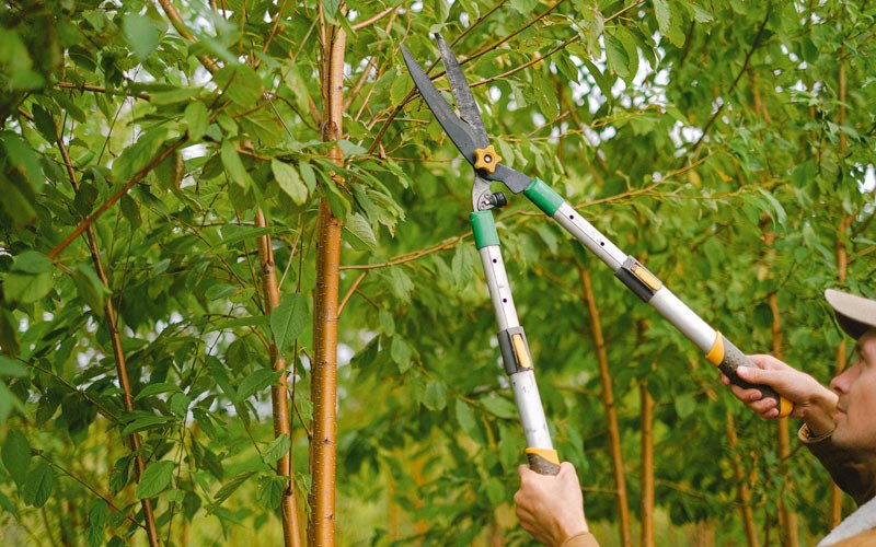 Tree trimming in Fair Haven, VT