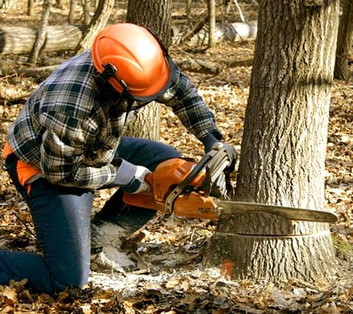 Tree Removal in Fair Haven, VT